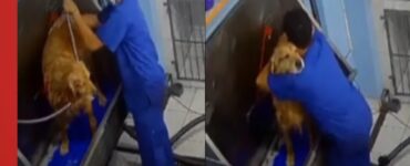 giovane balla cane