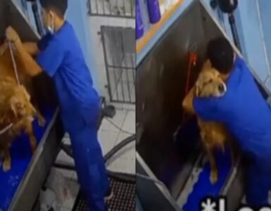giovane balla cane