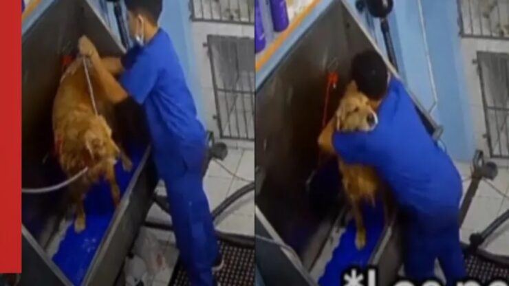 giovane balla cane