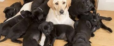 labrador bianco cuccioli