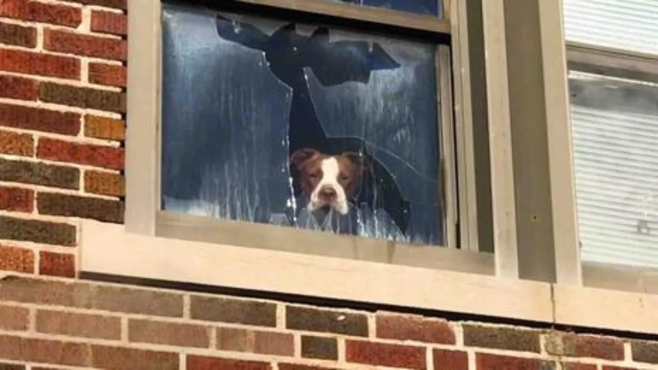 pit-bul in finestra