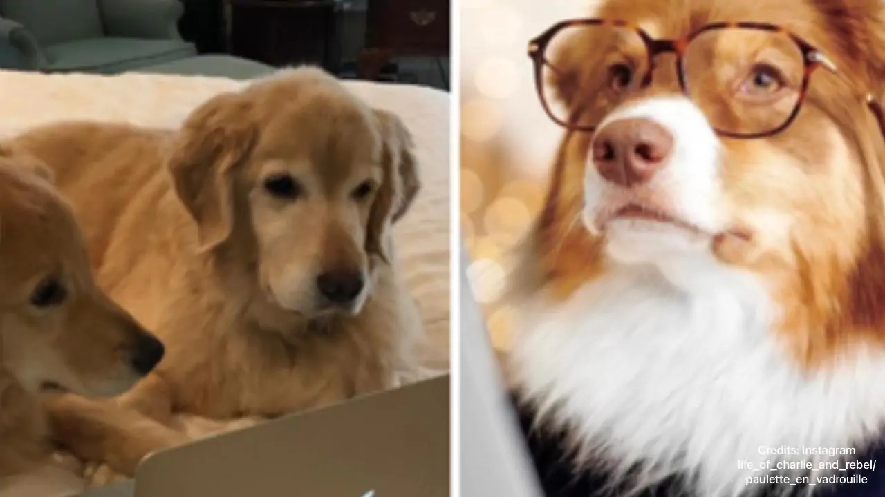 4 cani occhiali