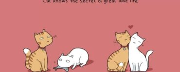 4 gatti amore