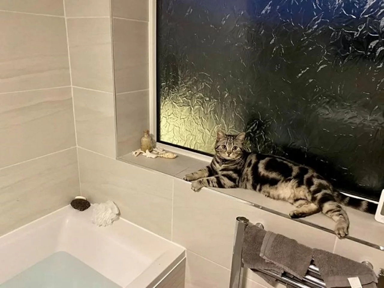 4 gatti bagno
