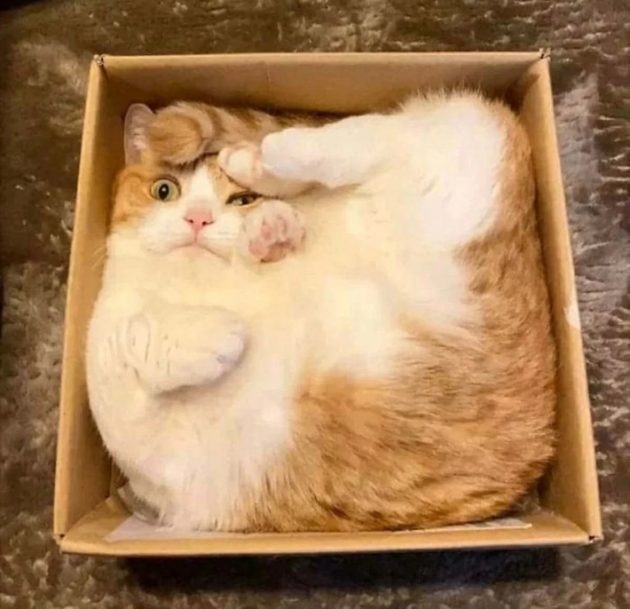 4 gatti scatola