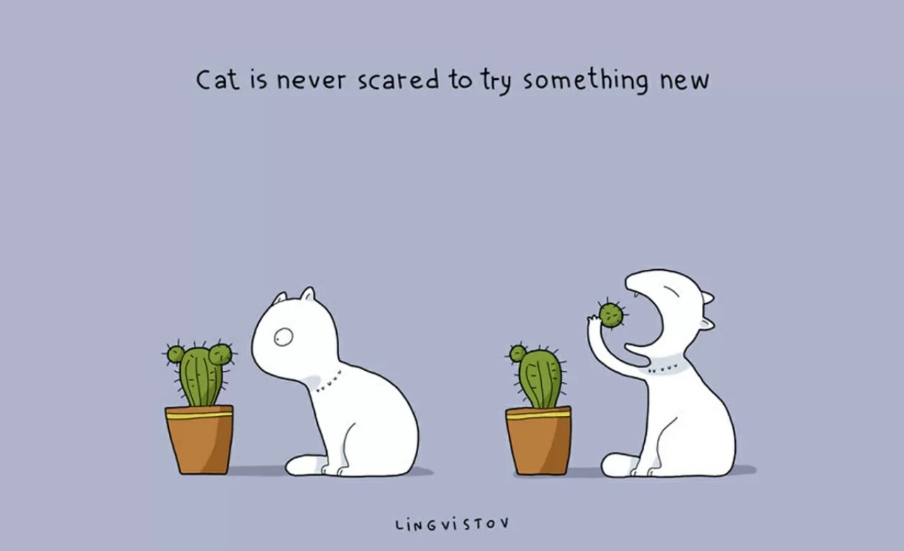 4 gatti cactus