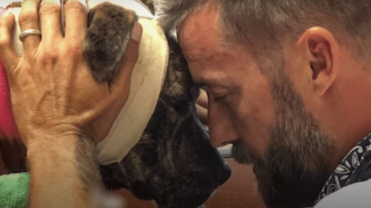Alcolista amato dai suoi cani