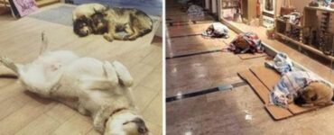 Animali accolti in un centro commerciale