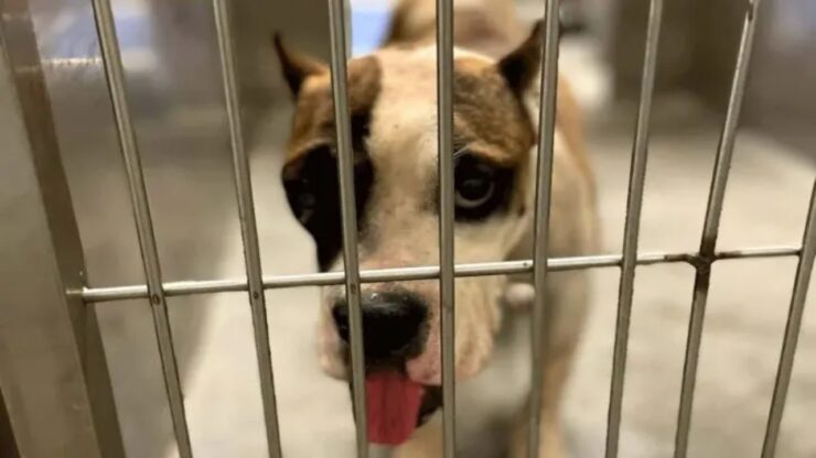 Cagnolina salvata da una donna