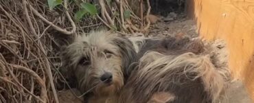 Cagnolina abbandonata dai suoi proprietari