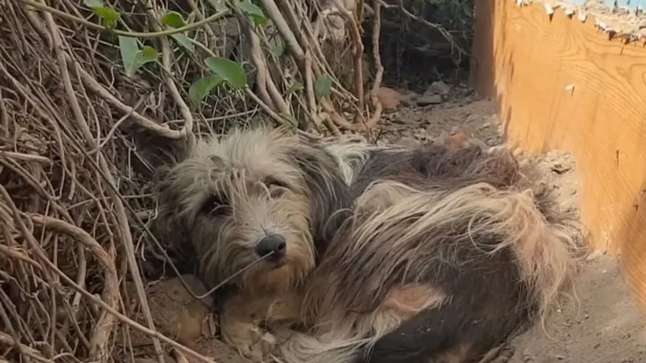 Cagnolina abbandonata dai suoi proprietari