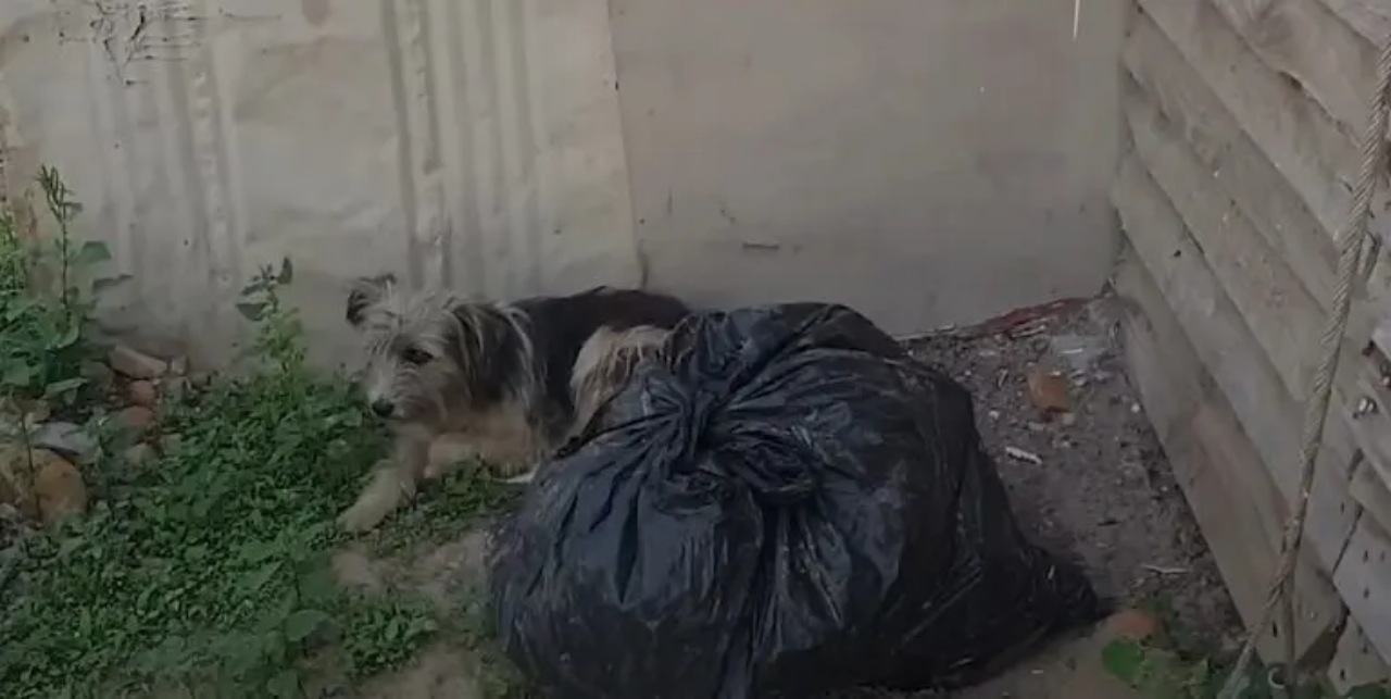 Cagnolina abbandonata dai suoi proprietari