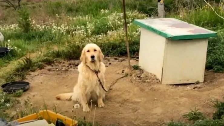 Cagnolina legata ad una catena: salvata dai soccorritori