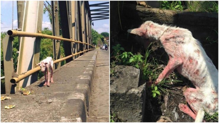 Cagnolina randagia ha una nuova vita