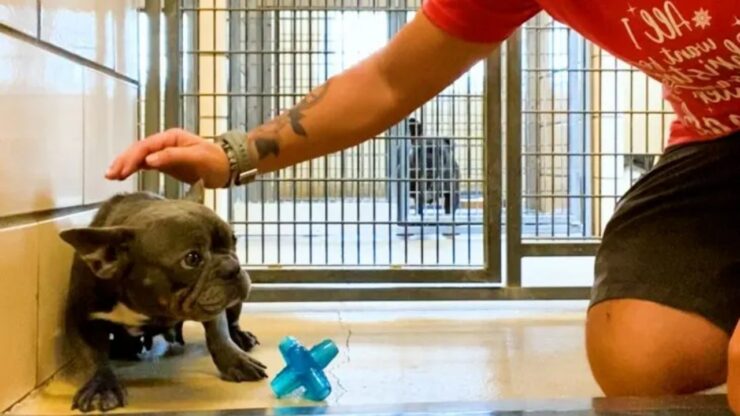 Cagnolina scopre l'amore grazie alla sua nuova proprietaria