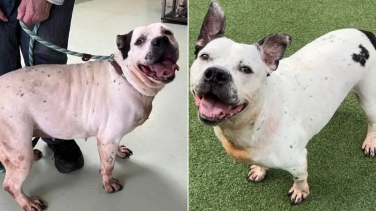 Cagnolina sorda viene adottata
