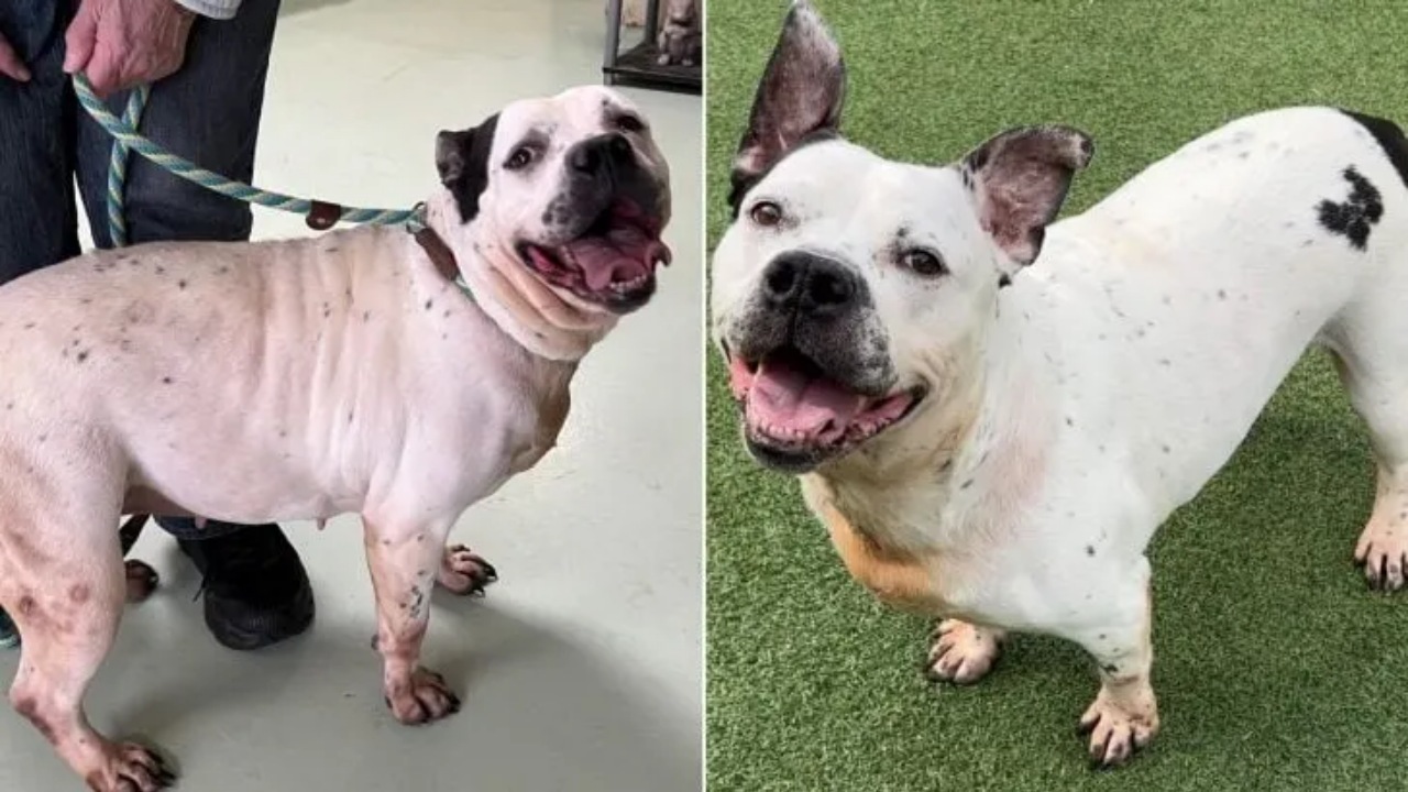 Cagnolina sorda viene adottata