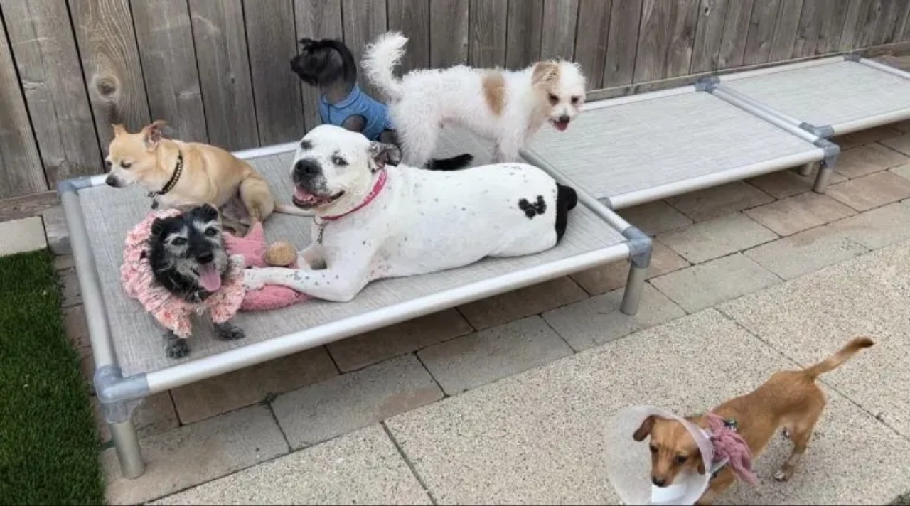 Cagnolina sorda viene adottata