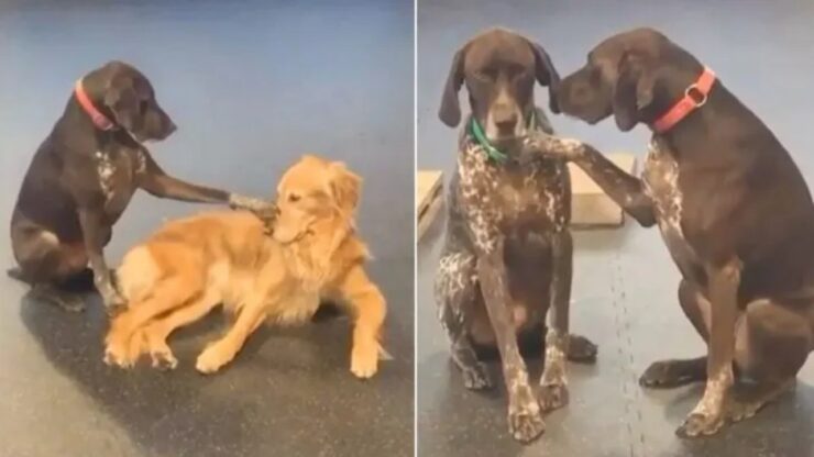 Cagnolino accarezza i suoi compagni