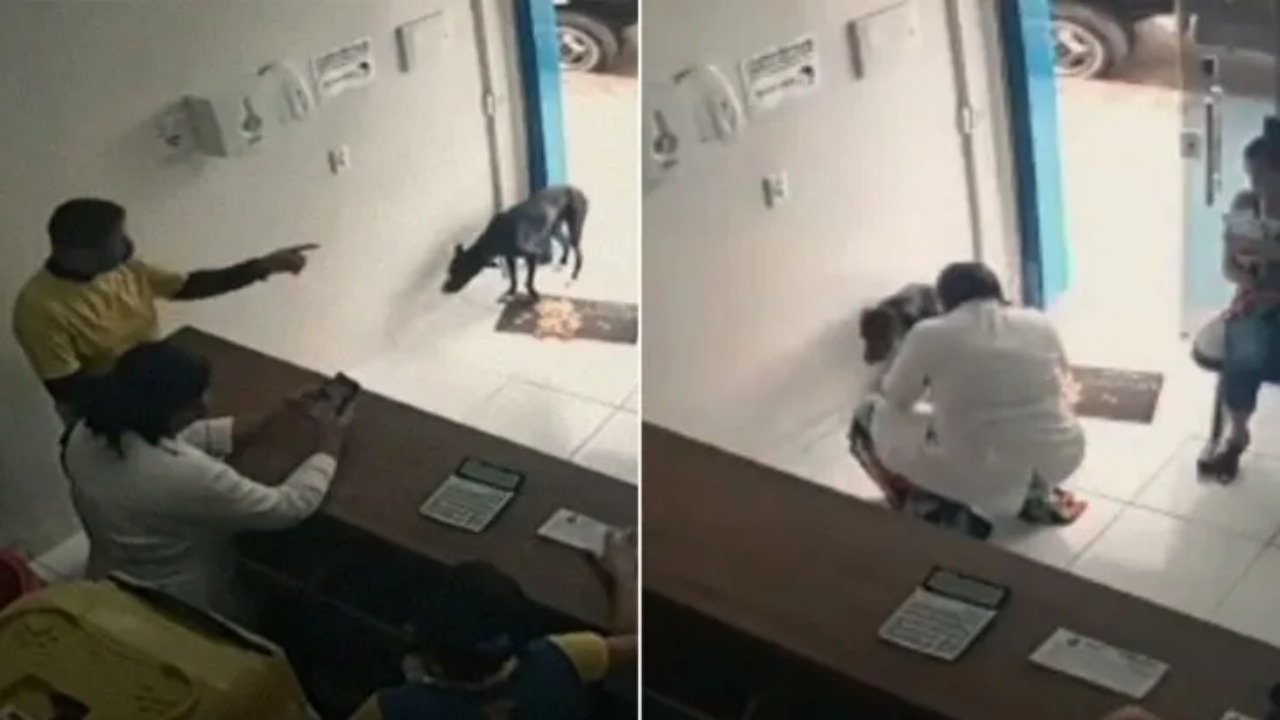 Cagnolino ferito ad una zampa