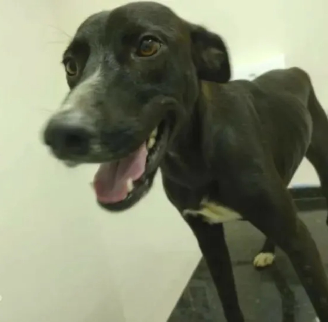 Cagnolino ferito ad una zampa
