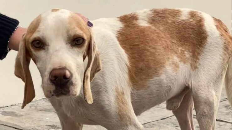 Cagnolino randagio trova una casa