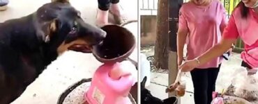 Cane con la ciotola in bocca elemosina del cibo