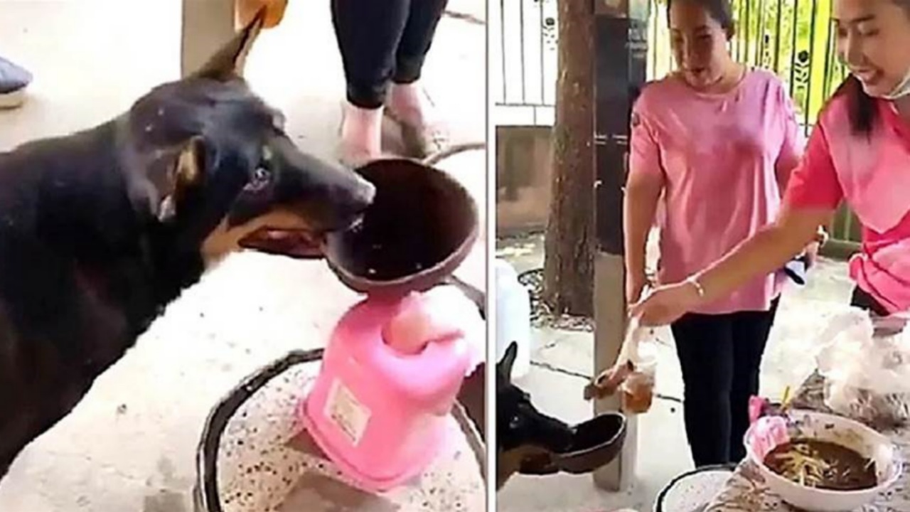 Cane con la ciotola in bocca elemosina del cibo