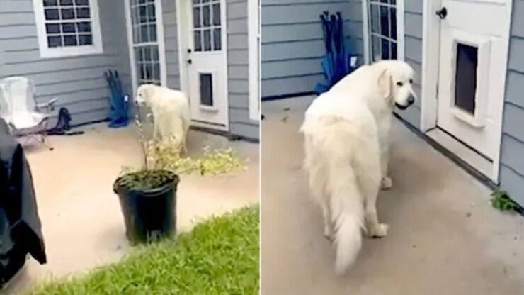 Cane da montagna dei Pirenei prende una tartaruga