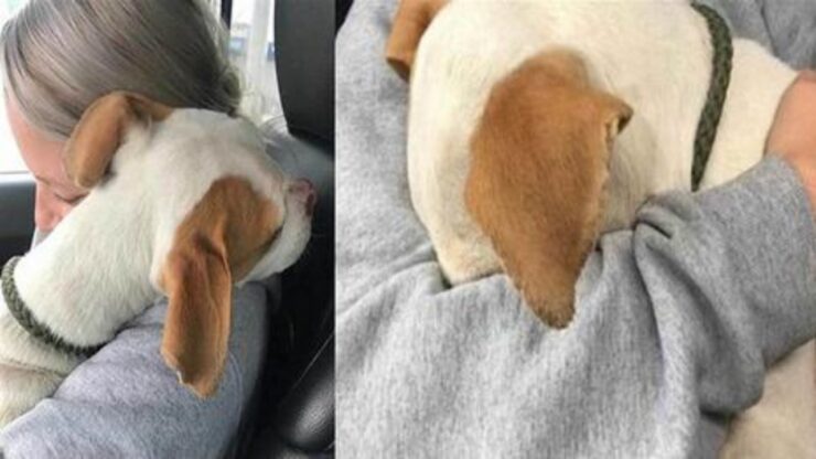 Cane dà un abbraccio alla sua salvatrice