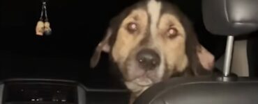 Cane entra in macchina e trova una famiglia
