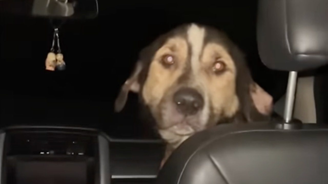 Cane entra in macchina e trova una famiglia