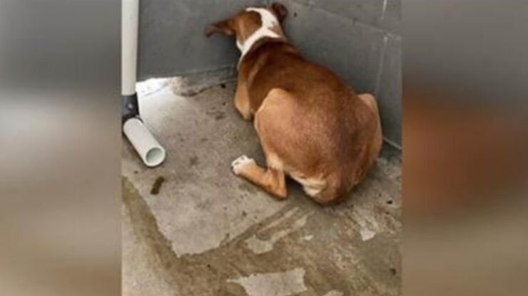 Cane fa la pipì dalla paura