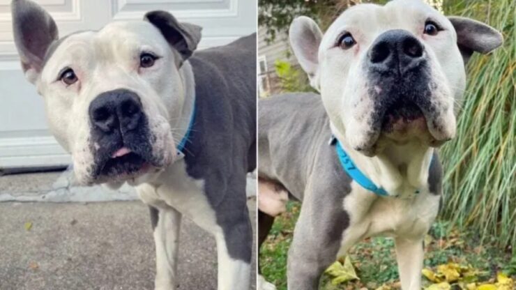 Cane randagio salvato dall'eutanasia