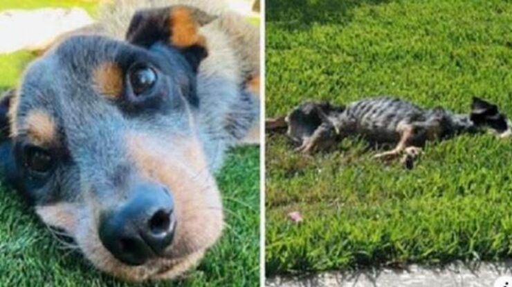 Cane restituito al rifugio in pessimo stato