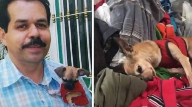 Cane si addormenta sui vestiti del suo padrone