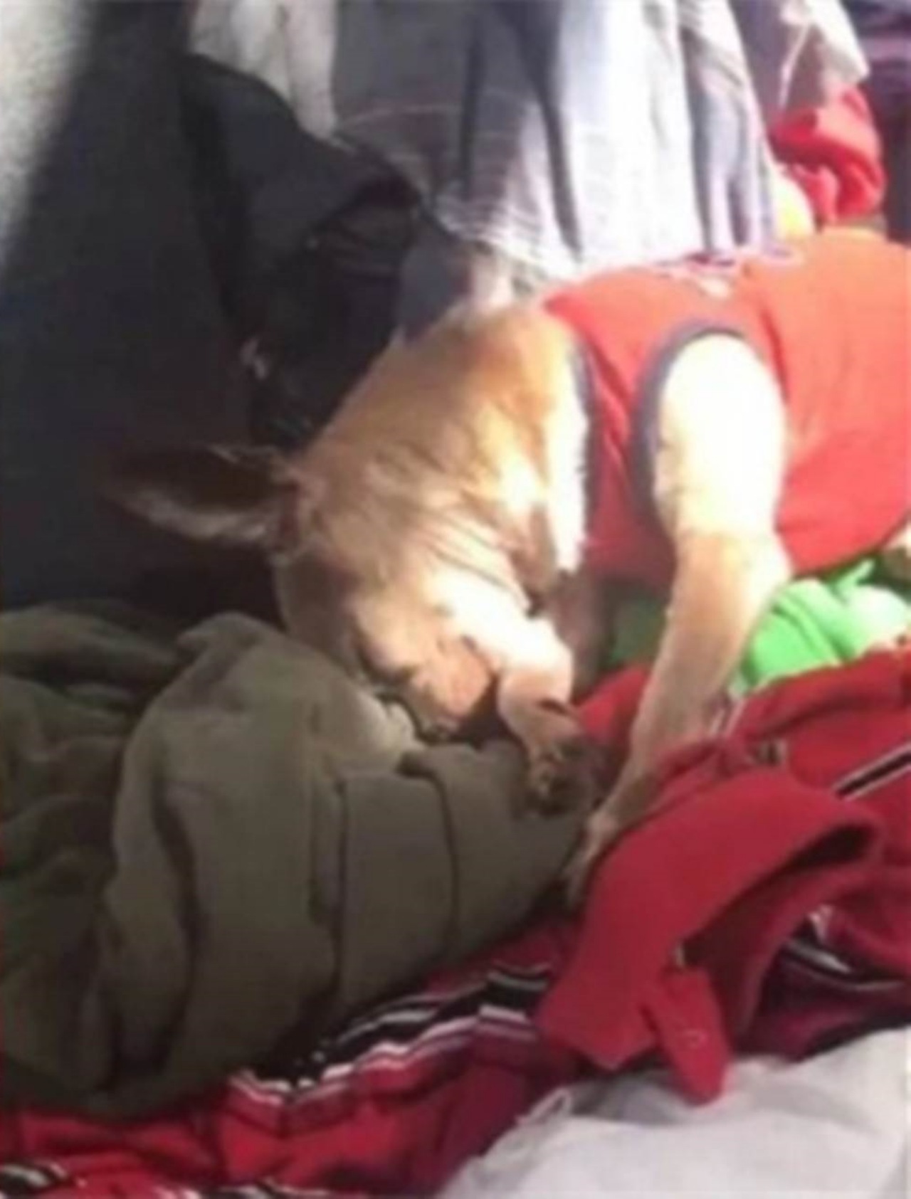 Cane si addormenta sui vestiti del suo padrone