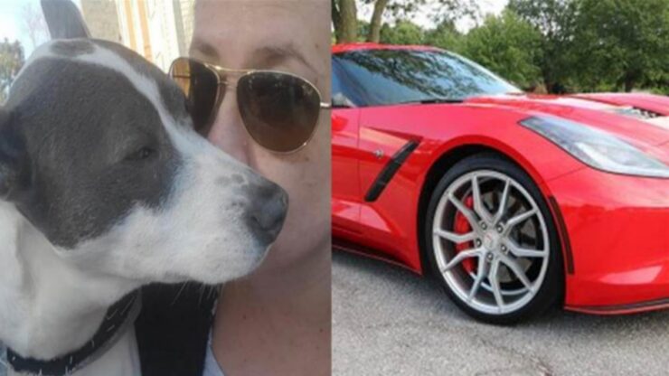 Cane smarrito: un'auto in cambio