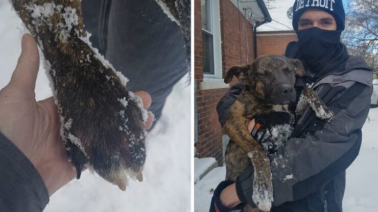 Cane sotto la neve: salvato da un vicino