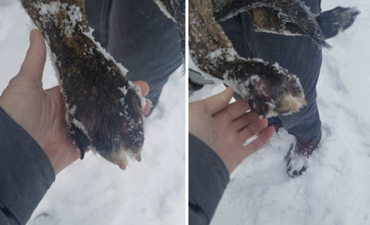 Cane sotto la neve: salvato da un vicino
