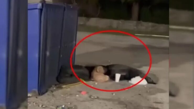 Cane vicino al cassonetto: salvato dai soccorritori