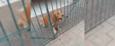 Cane vuole la pallina per giocare