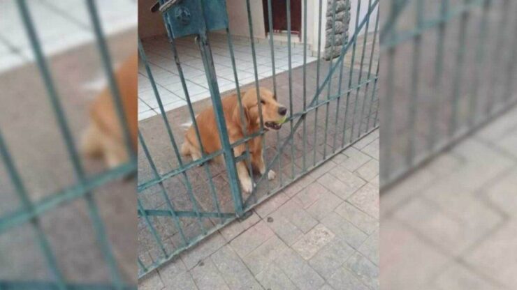 Cane vuole la pallina per giocare
