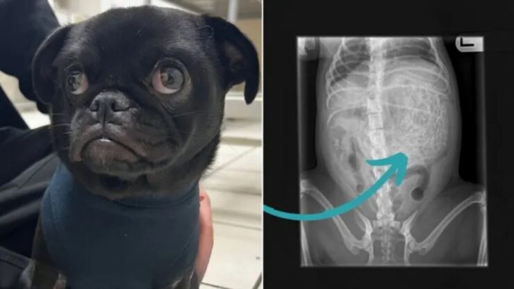 Carlino sta male
