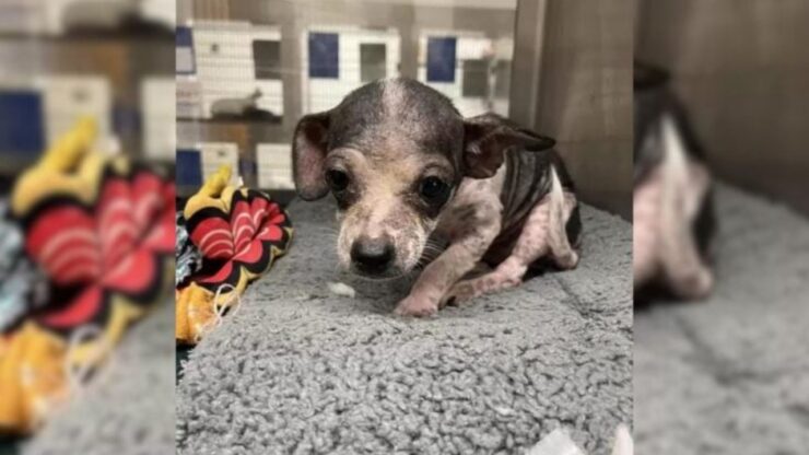 Chihuahua ha un problema alla pelle