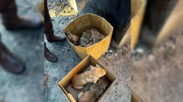 Cuccioli abbandonati in una scatola di Natale