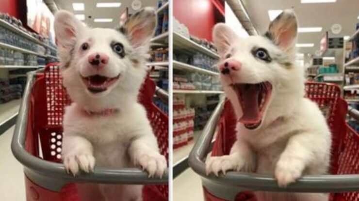 Cucciolo entra nel supermercato