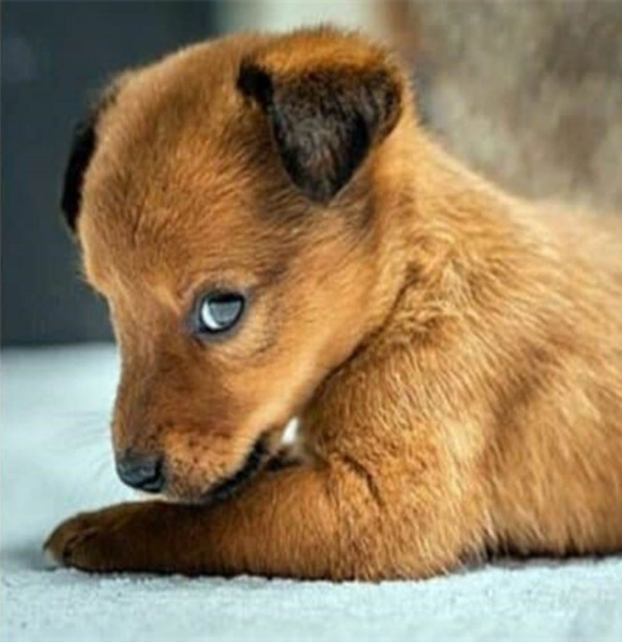 Cucciolo adottato dalla sua salvatrice