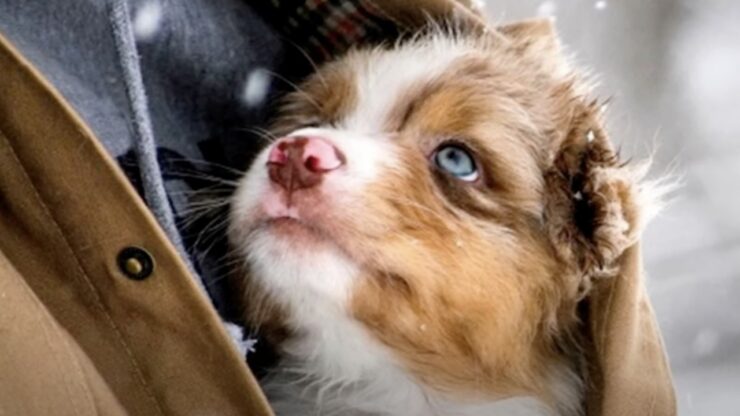 Cucciolo randagio cresce troppo