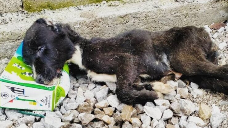 Cucciolo randagio in fin di vita